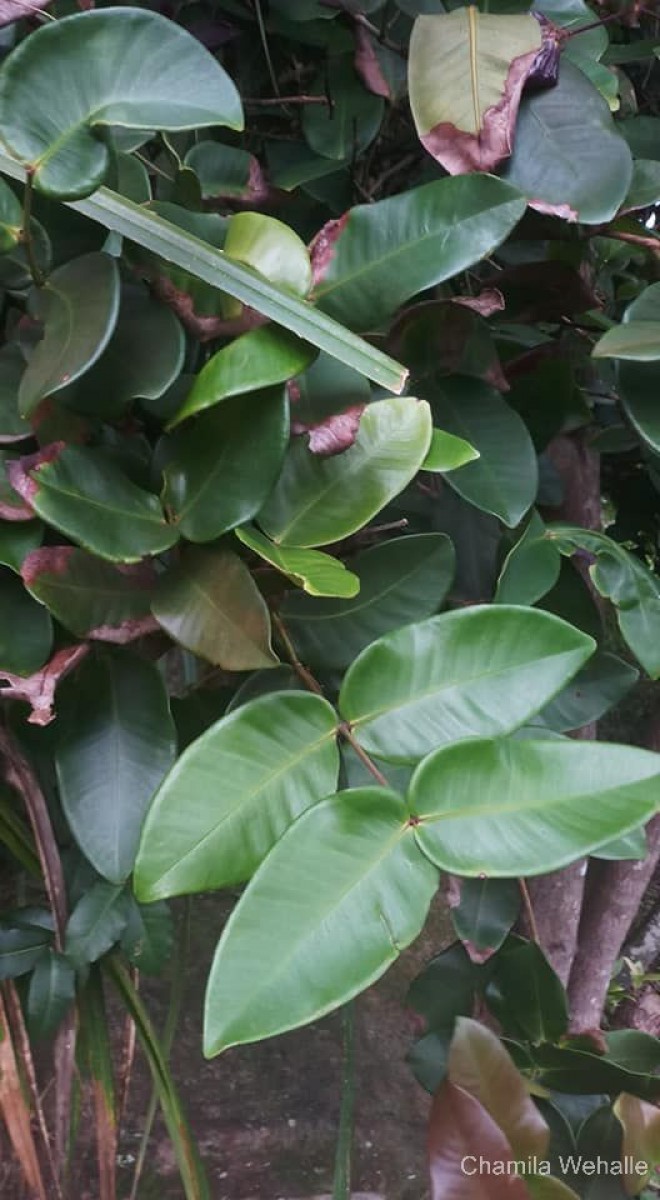 Syzygium cordifolium subsp. spissum P.S.Ashton